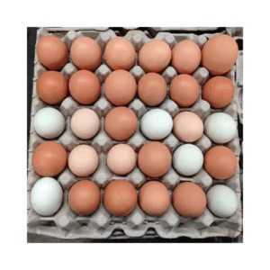 Chicken Broiler Hatching Table Eggs + Cobb 500 + Ross 308